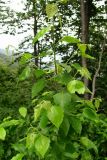 Betula pubescens