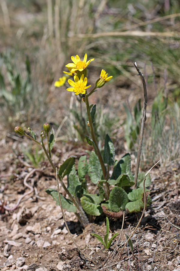 Изображение особи Ligularia karataviensis.