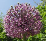 Allium altissimum