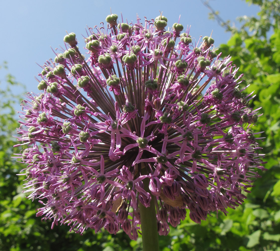 Изображение особи Allium altissimum.