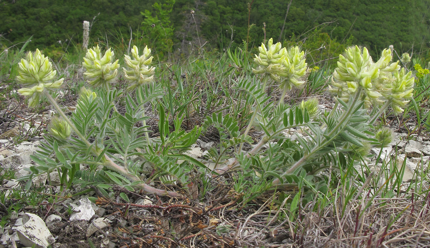 Изображение особи Oxytropis pilosa.