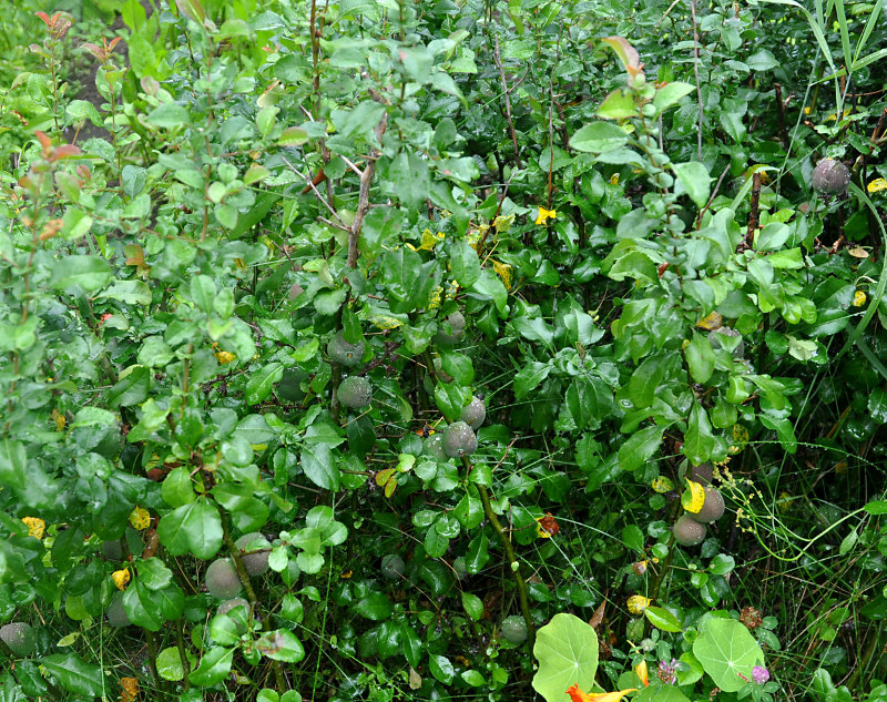 Image of Chaenomeles japonica specimen.