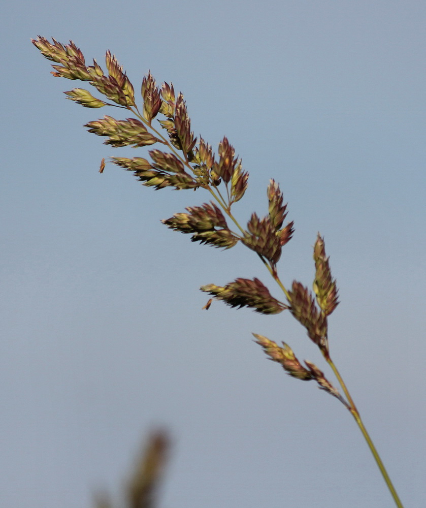 Изображение особи Phalaroides arundinacea.