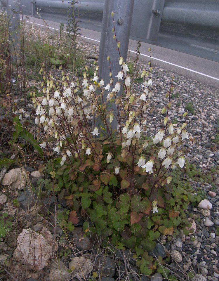 Изображение особи Campanula leskovii.