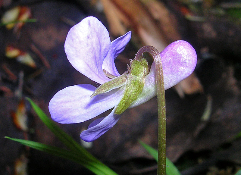 Image of Viola selkirkii specimen.