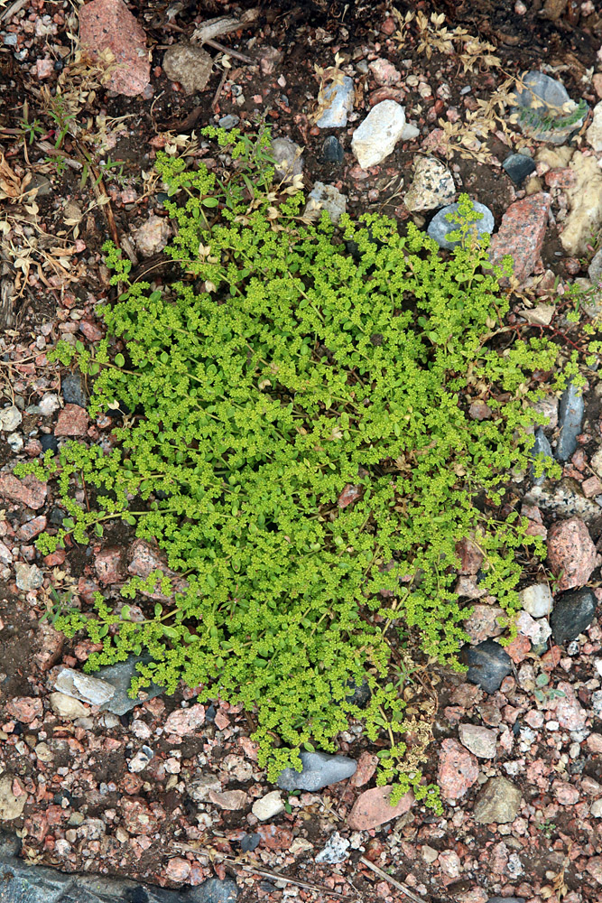 Image of Herniaria glabra specimen.