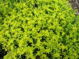 Sedum acre