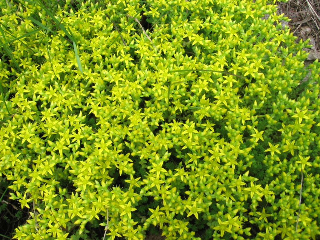 Image of Sedum acre specimen.