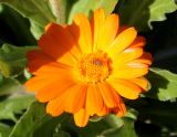 Calendula officinalis