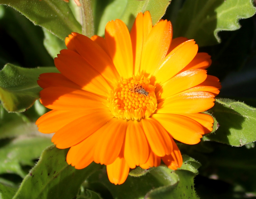 Изображение особи Calendula officinalis.