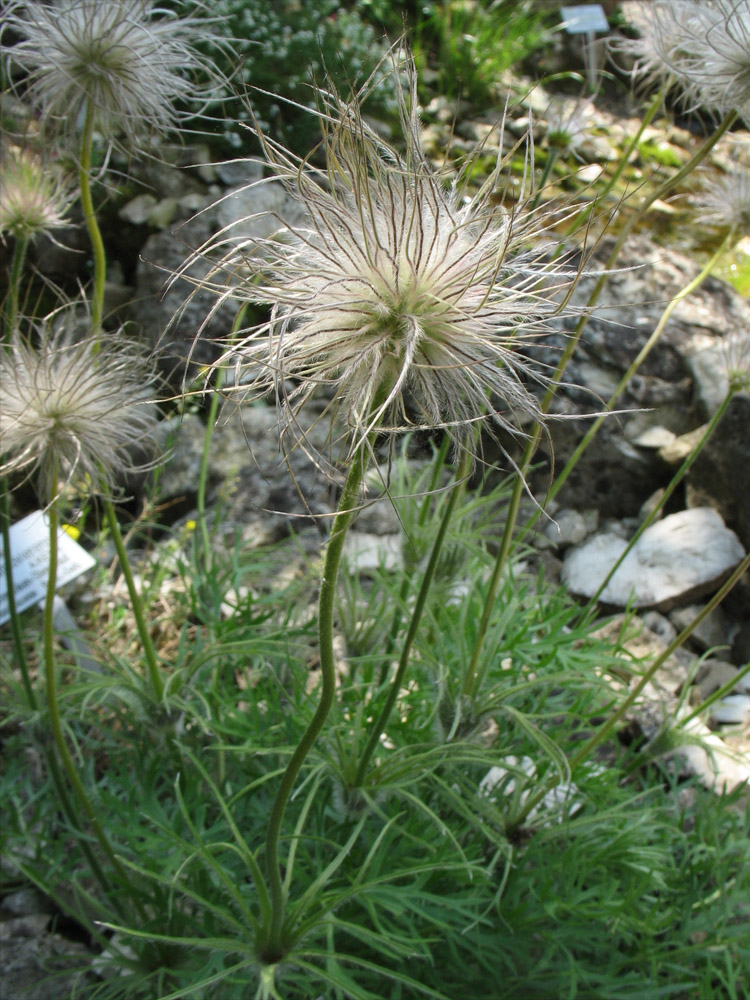 Изображение особи Pulsatilla halleri.