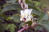 Lonicera maackii