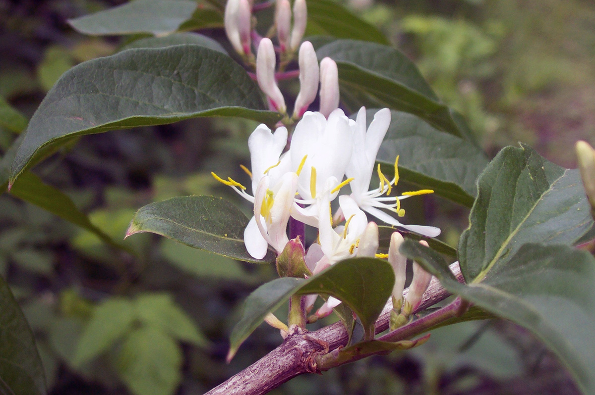 Изображение особи Lonicera maackii.