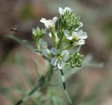 Image of taxon representative. Author is Марина Скотникова