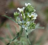 Erysimum leucanthemum