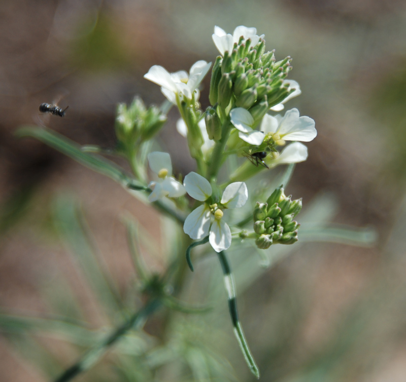 Изображение особи Erysimum leucanthemum.