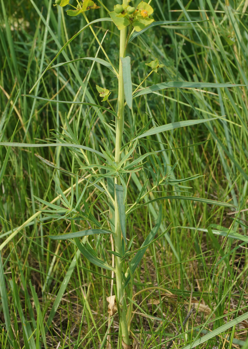 Image of Euphorbia virgata specimen.