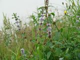 Mentha arvensis