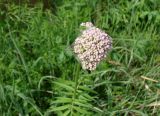 Valeriana alternifolia. Верхушка побега с соцветием в стадии бутонизации в паутине и с сидящим пауком. Якутия (Саха), южные окр. г. Якутска, холмы. 11.06.2012.