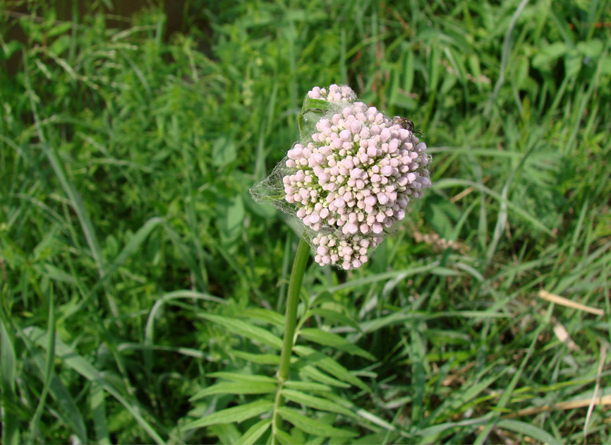 Изображение особи Valeriana alternifolia.