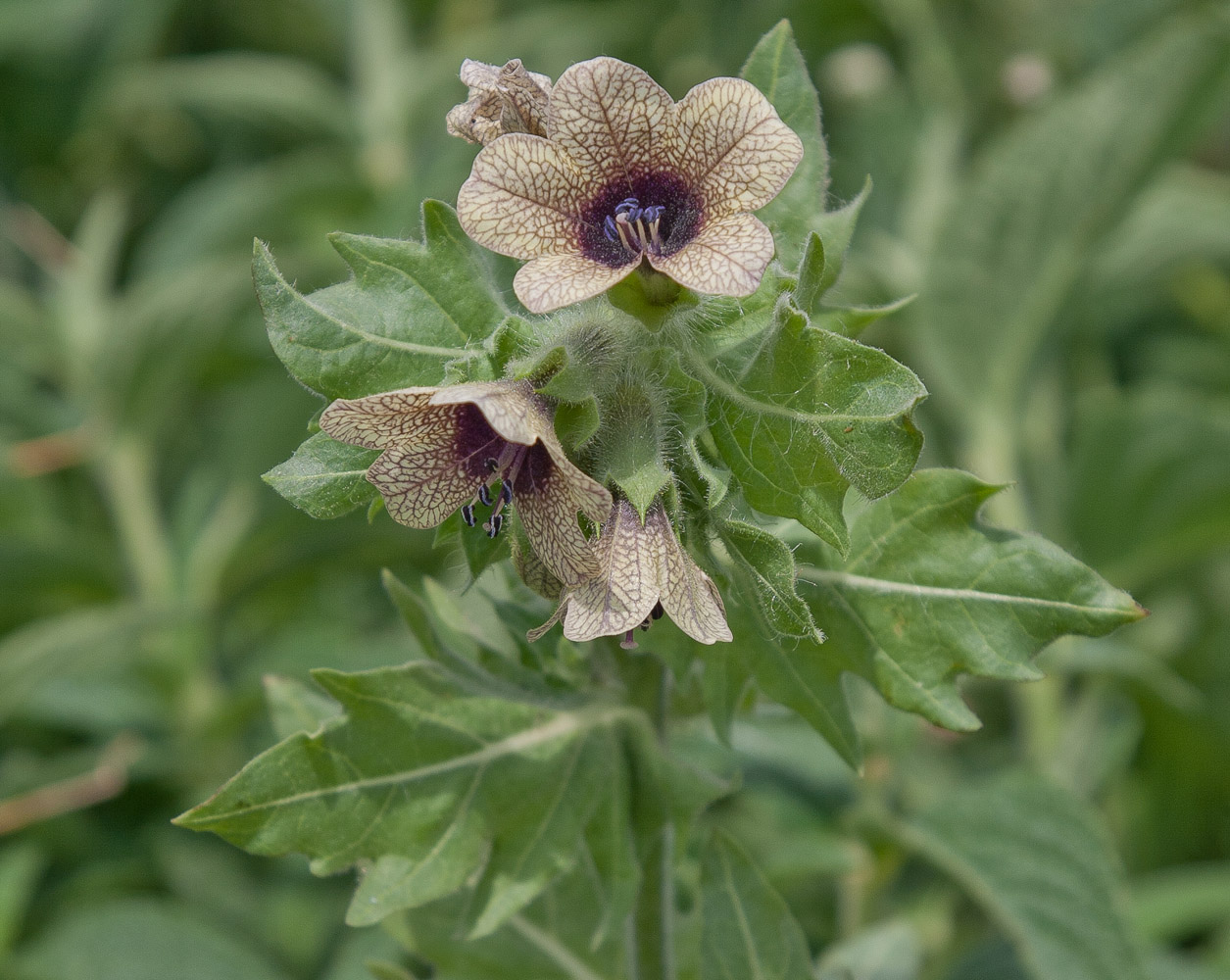 Изображение особи Hyoscyamus niger.