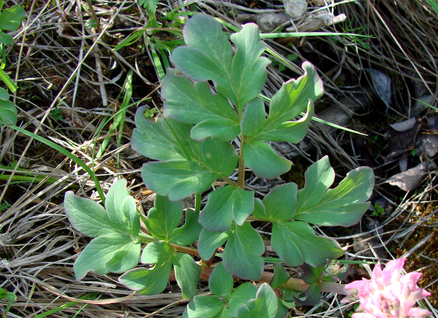 Изображение особи Corydalis paeoniifolia.