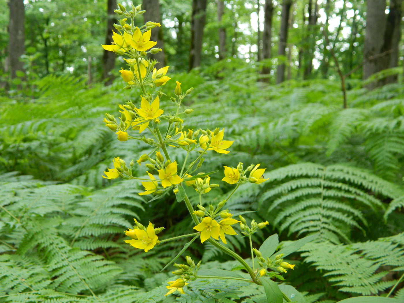 Изображение особи Lysimachia verticillaris.