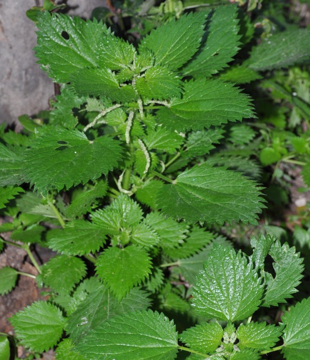 Image of Urtica membranacea specimen.