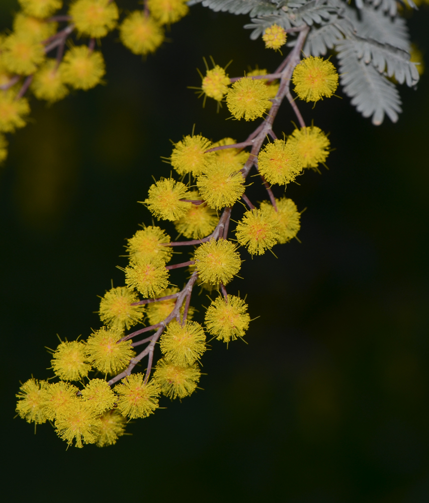 Изображение особи Acacia baileyana.