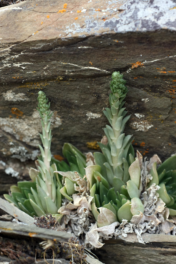 Image of Rosularia subspicata specimen.