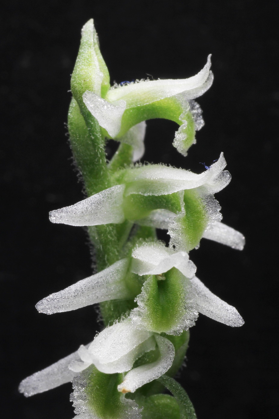 Изображение особи Spiranthes spiralis.