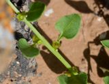 Patellifolia procumbens