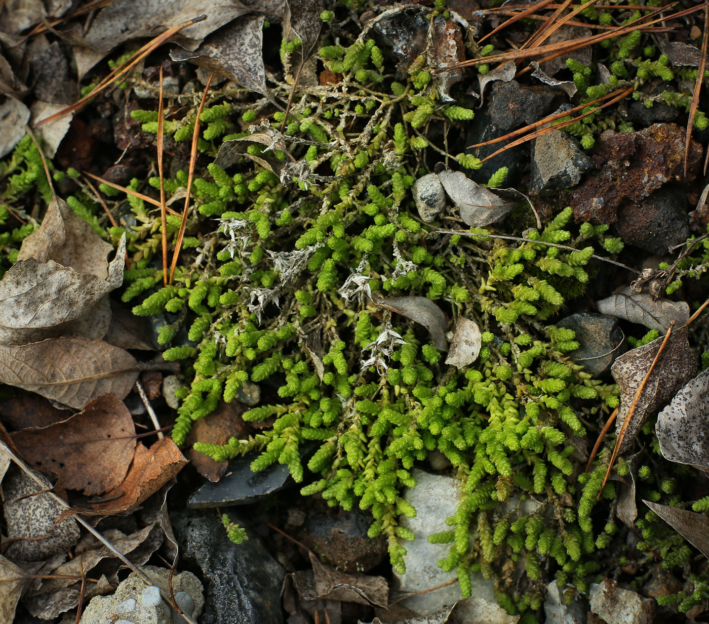 Image of Sedum acre specimen.