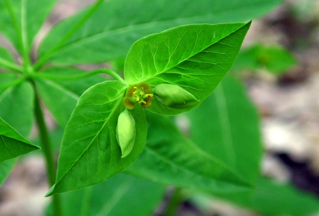 Изображение особи Euphorbia squamosa.