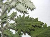 Image of specimen