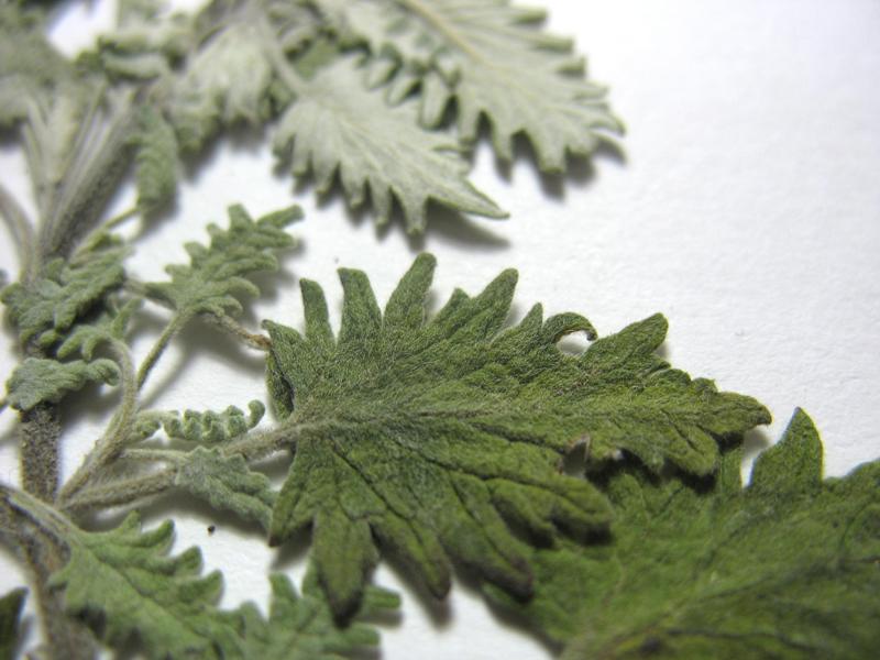 Image of Scutellaria tatianae specimen.