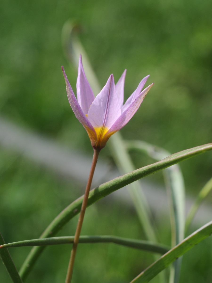 Image of Tulipa patens specimen.