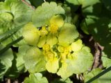 Chrysosplenium alternifolium. Верхушка цветущего растения. Ленинградская обл., Старая Ладога, сырой берег р. Волхов. 04.05.2016.