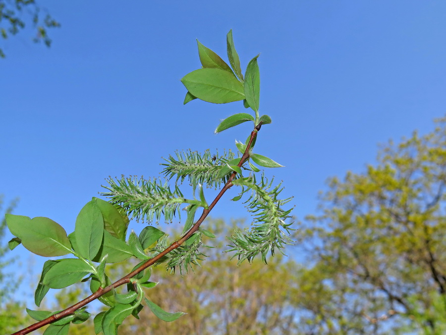 Изображение особи Salix taraikensis.