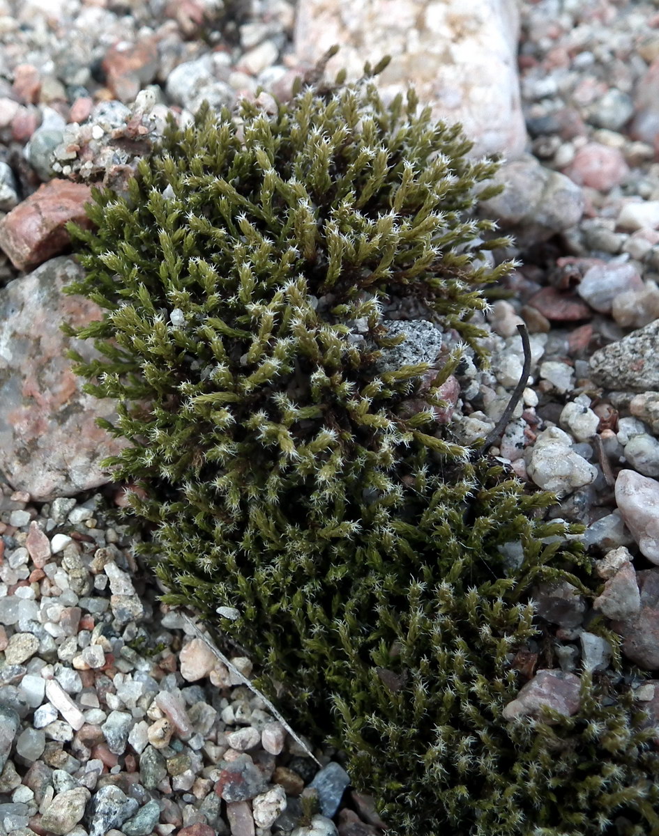 Image of genus Racomitrium specimen.