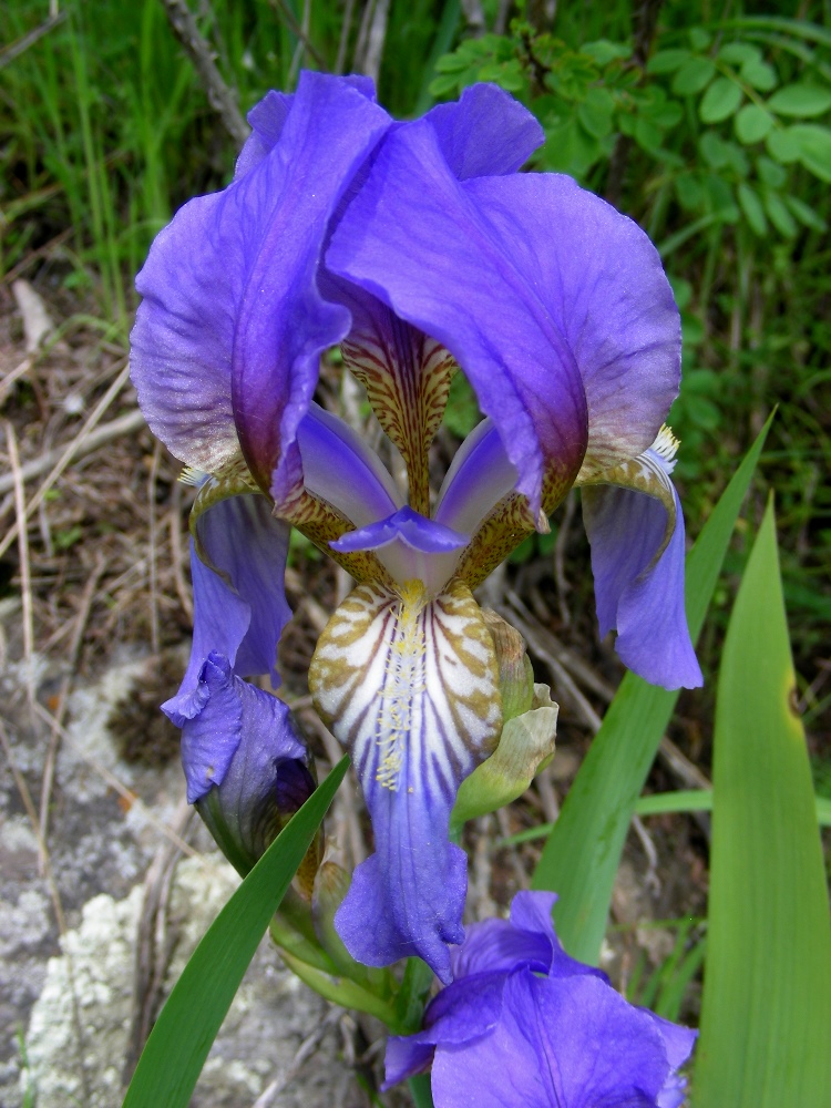 Изображение особи Iris alberti.