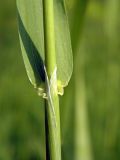 Phalaroides arundinacea. Фрагмент стебля и основание листа с язычком. Украина, г. Луганск, ул. Железнодорожная линия, пойма р. Лугань. 24.05.2016.