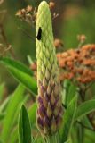 Lupinus polyphyllus