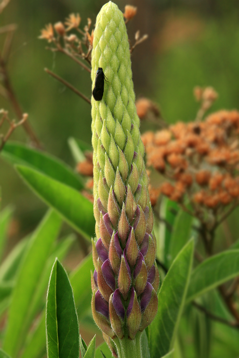 Изображение особи Lupinus polyphyllus.