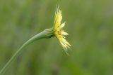 Tragopogon подвид major