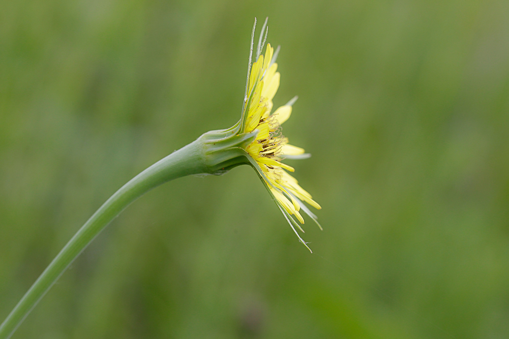 Изображение особи Tragopogon dubius ssp. major.