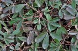 Potentilla tridentata