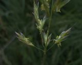 Helictotrichon schellianum. Часть соцветия. Белгородская обл., Губкинский р-н, запов. «Белогорье», Ямская степь. 15 июня 2009 г.