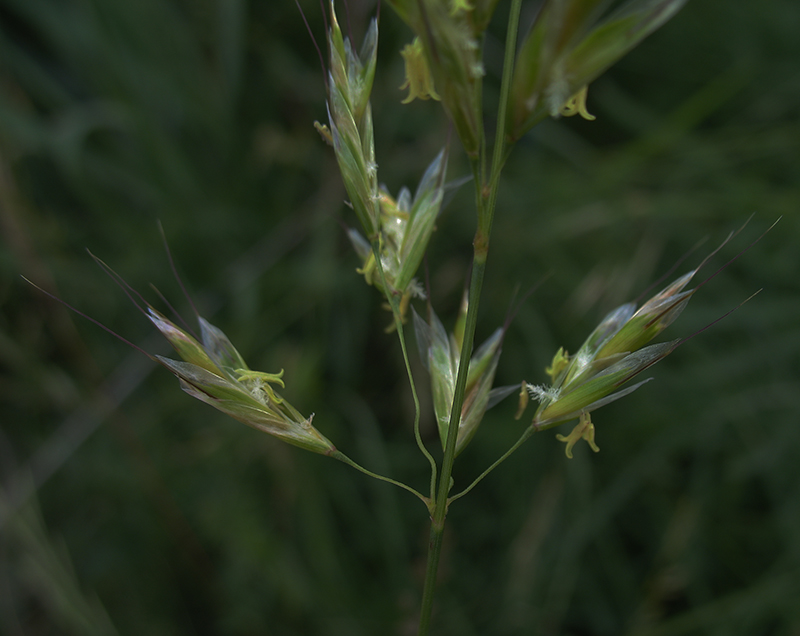 Изображение особи Helictotrichon schellianum.