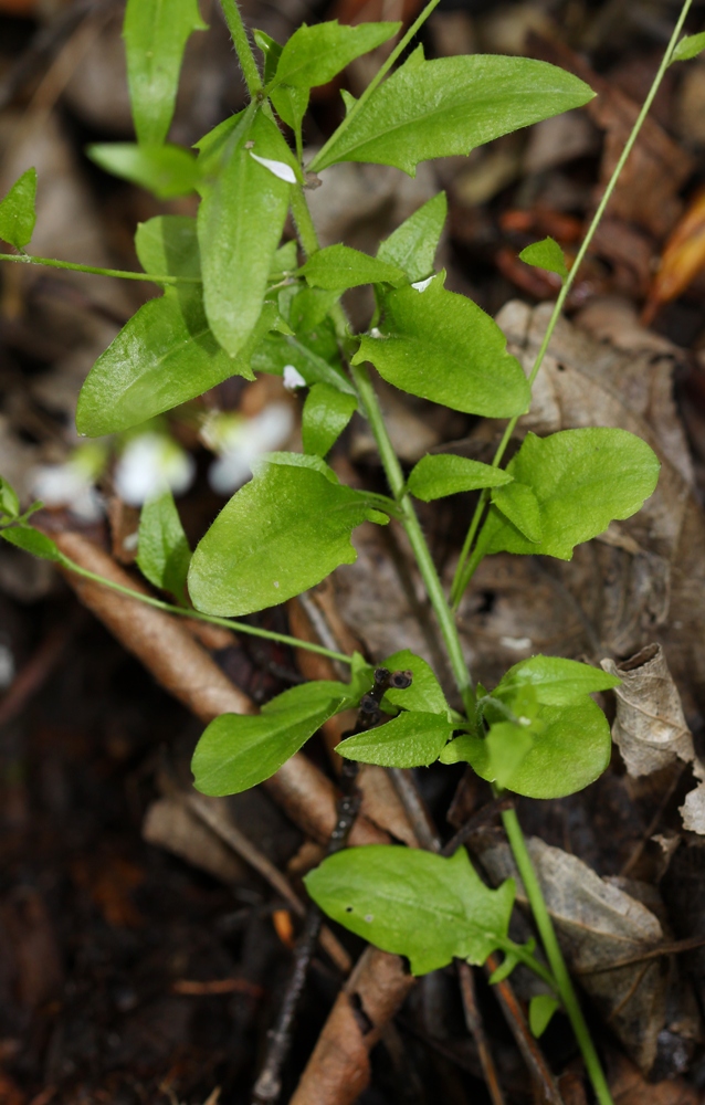 Изображение особи Arabidopsis gemmifera.